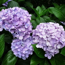 Схема вышивки «цветы»