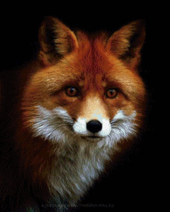 лиса-красавица - лиса. животные. природа, лес - предпросмотр