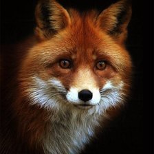 Схема вышивки «лиса-красавица»