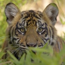 Схема вышивки «тигрёнок»