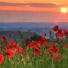 маки на закате