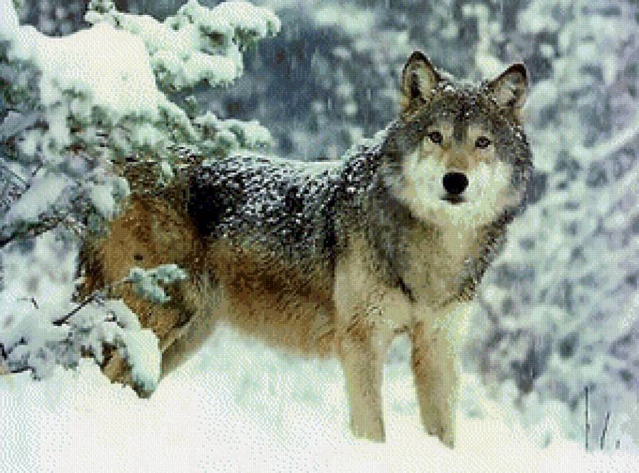 волк - предпросмотр