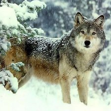 Схема вышивки «волк»