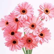 Схема вышивки «букет гербер»