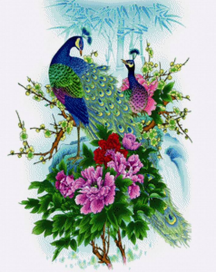 Павлины - птица, павлин - предпросмотр