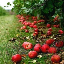 Схема вышивки «В саду»