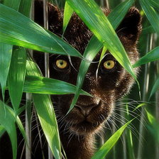 Схема вышивки «взгляд хищника»