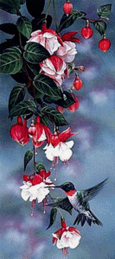 Фуксия и колибри - колибри, цветы, птичка, фуксия - предпросмотр