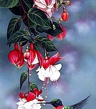 Фуксия и колибри