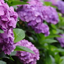 Схема вышивки «№452655»