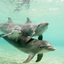 Схема вышивки «Дельфины»