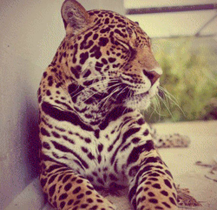 №452724 - леопард, кошки - предпросмотр