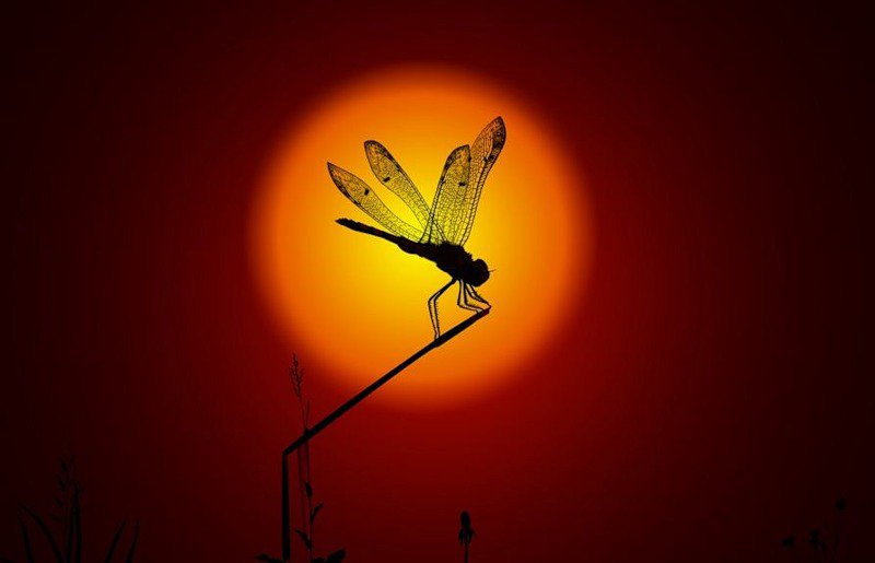 серия "закат" - закат.инсекты - оригинал