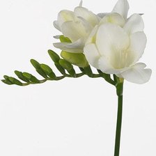 Схема вышивки «Фрезия...»