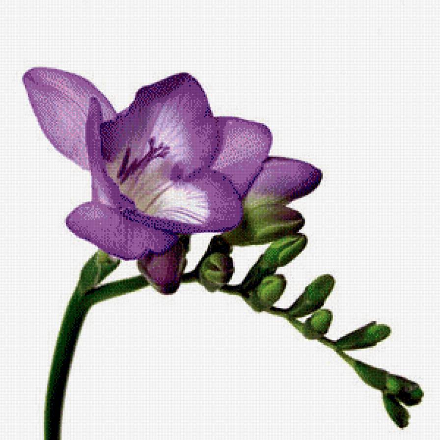 Синяя фрезия. - предпросмотр