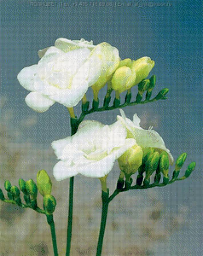 Белая фрезия - предпросмотр