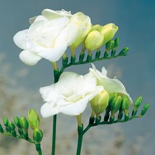 Схема вышивки «Белая фрезия»