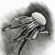 Схема вышивки «Одуванчик»