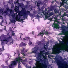 Схема вышивки «Сирень»