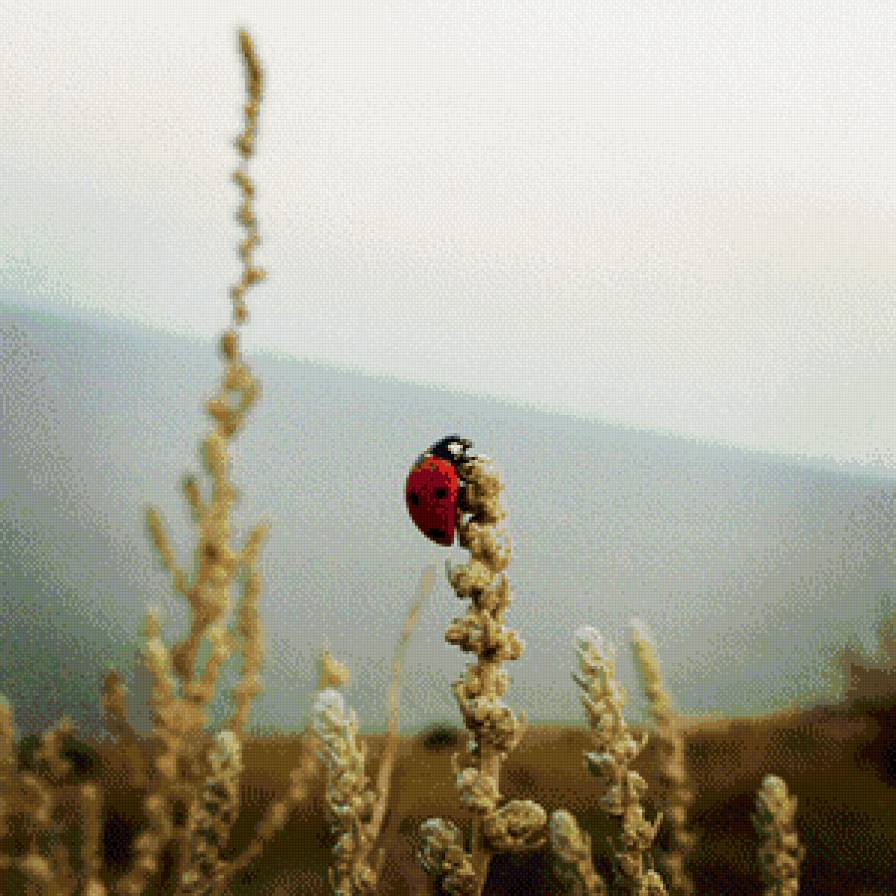 Полети на небо - божья коровка, смирнов, пейзаж, ксенон - предпросмотр