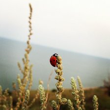 Схема вышивки «Полети на небо»