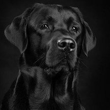 Схема вышивки «№453568»