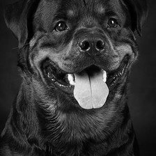 Схема вышивки «№453569»