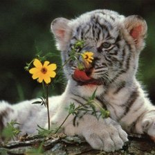 Схема вышивки «№453876»