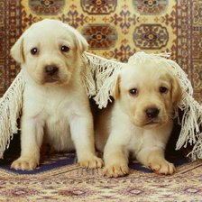 Схема вышивки «щенята»