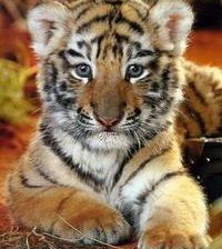 Схема вышивки «тигренок»