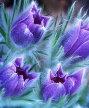 Схема вышивки «тюльпаны»