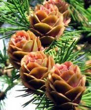 Схема вышивки «пихта»