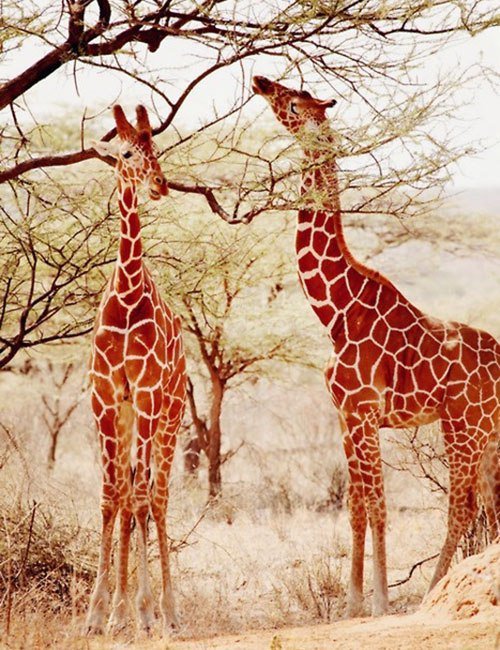 Жирафы - оригинал