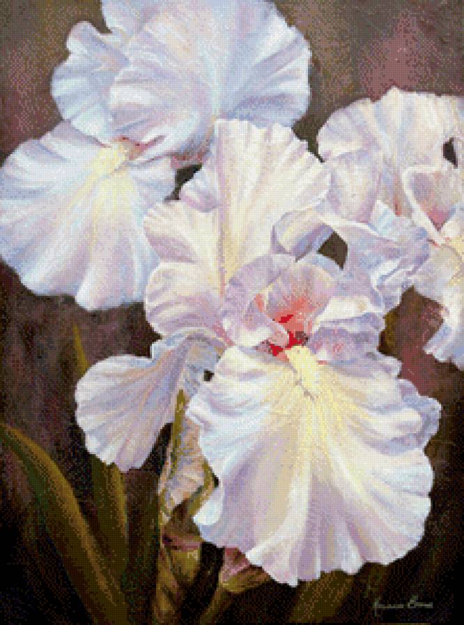 ирисы - цветы, ирисы, живопись - предпросмотр