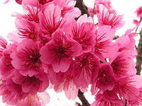 Схема вышивки «Сакура»