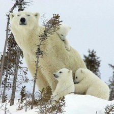 Схема вышивки «№454509»