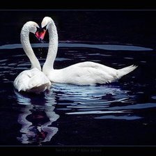 лебединая верность