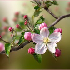 Схема вышивки «Из цикла цветущие ветки»