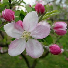 Схема вышивки «Из цикла цветущие ветки»