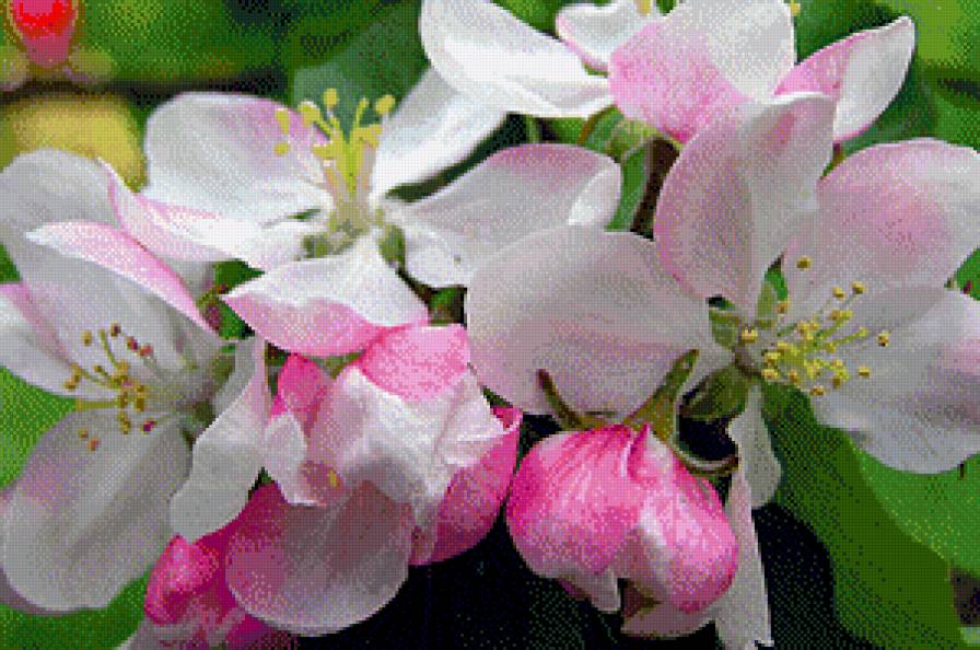 Из цикла цветущие ветки - предпросмотр