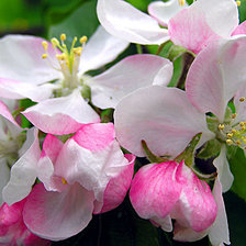 Из цикла цветущие ветки