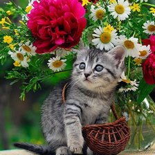 Схема вышивки «Милашка в ромашках»