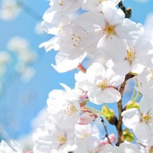 Схема вышивки «Из цикла цветущие ветки»