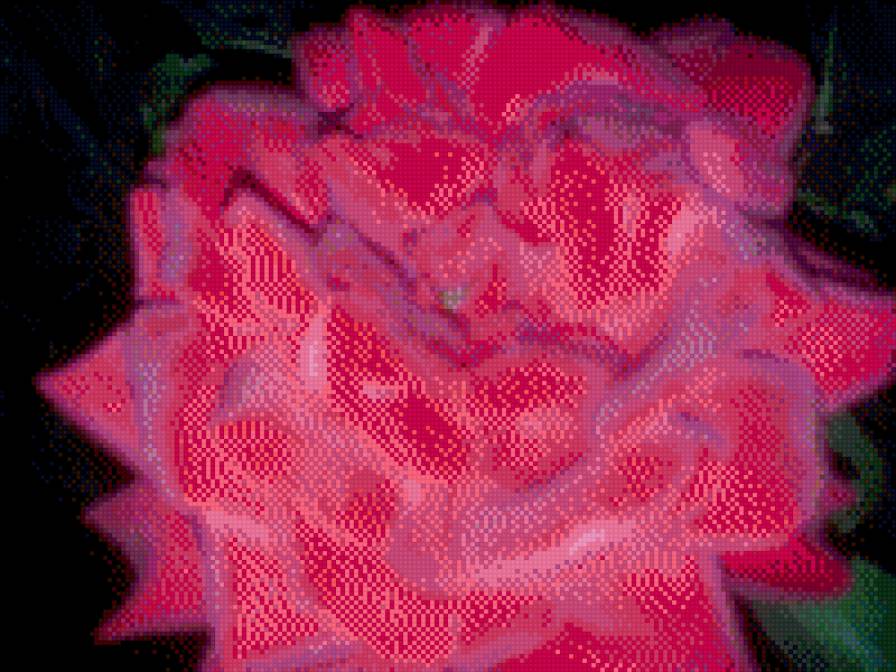 Роза - предпросмотр