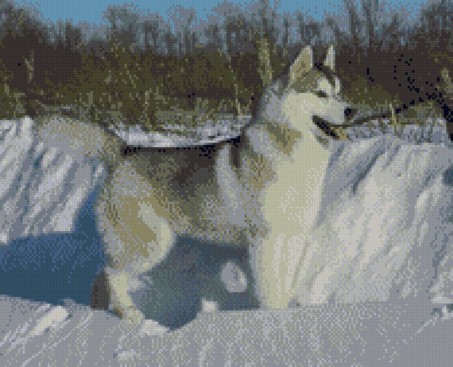 Хаски - предпросмотр