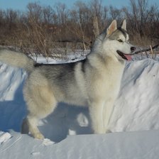 Схема вышивки «Хаски»