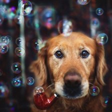 Схема вышивки «собачка»