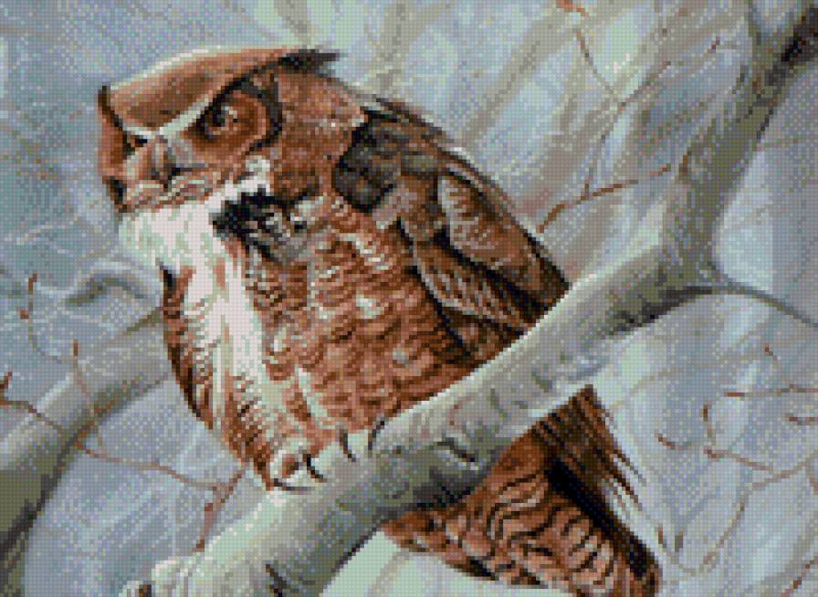 сова - сова, птицы - предпросмотр