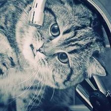 Схема вышивки «котэ)»