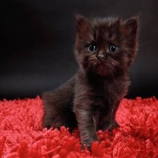 Схема вышивки «котенок»